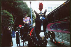 Horse buggy